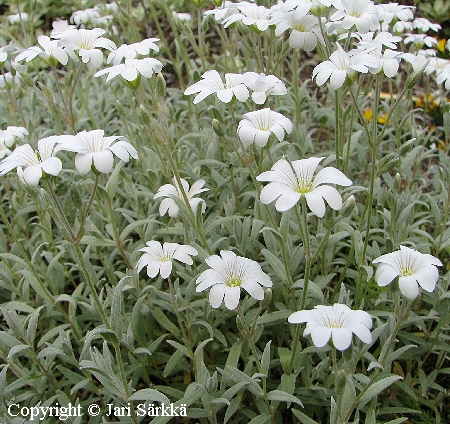 Hopeahärkki - silverarv - Cerastium tomentosum